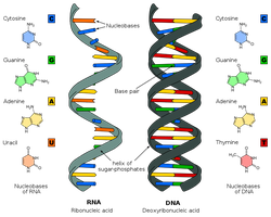 Comparison of DNA and RNA structure and bases