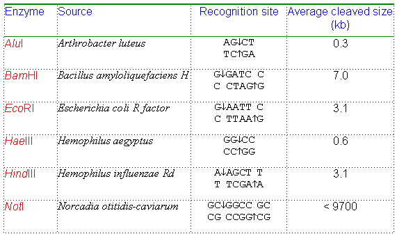 Table of restriction enzymes, their sources, recognition sites, and average cleaved size