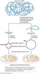 Construction of genomic and BAC libraries
