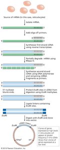 Steps in creating a cDNA library from mRNA