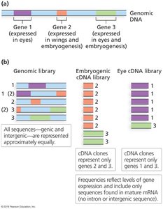 Comparison of genomic and cDNA libraries