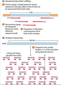 Primer walking and shotgun sequencing strategies