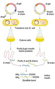 Production of insulin in E. coli using recombinant DNA