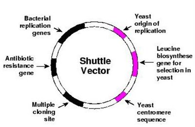Diagram of a shuttle vector