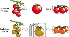 Comparison of Flavr Savr and traditional tomatoes