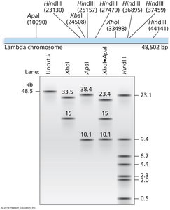 Restriction map and gel electrophoresis of lambda phage DNA