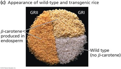 Wild-type and transgenic rice with beta-carotene