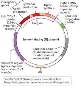 Ti plasmid map