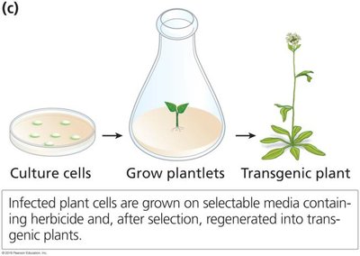 Regeneration of transgenic plants from culture