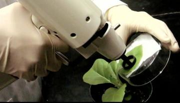 Gene gun in use on plant tissue