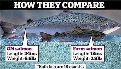 Comparison of GM and farm salmon