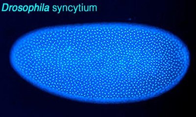 Drosophila syncytium for transformation