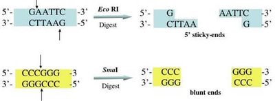 EcoRI and SmaI digestion producing sticky and blunt ends