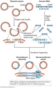 Steps in creating recombinant plasmids using restriction enzymes and ligase