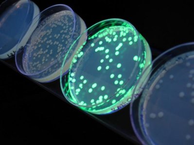 Bacterial colonies expressing fluorescent proteins on agar plates