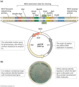Diagram of pUC18 plasmid with MCS, bla, and lacZ genes