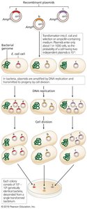 Amplification of recombinant plasmids in E. coli