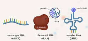 Major classes of RNA: mRNA, rRNA, tRNA