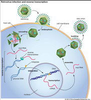 Retrovirus infection and reverse transcription