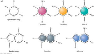 Structures of purine and pyrimidine bases