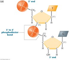 Phosphodiester bond formation in DNA