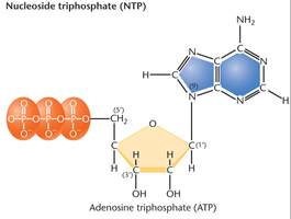 Structure of nucleoside triphosphate (ATP)