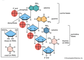 Comparison of DNA and RNA structure