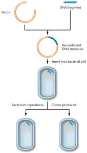 Recombinant DNA cloning process