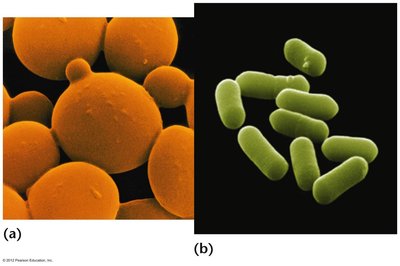 Yeast and bacteria as model organisms