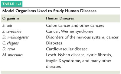 Table of model organisms used to study human diseases