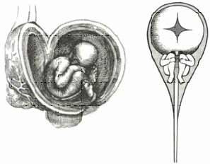 Homunculus illustration representing preformation theory