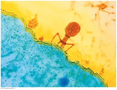 Bacteriophage used in Hershey-Chase experiment