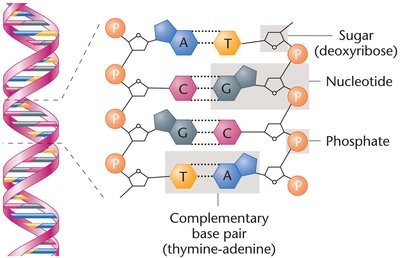 DNA structure and complementary base pairing