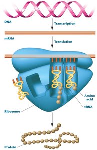 Central dogma: DNA transcription and translation