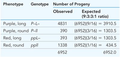 Table of Bateson and Punnett's observed and expected phenotypes in F2 sweet peas