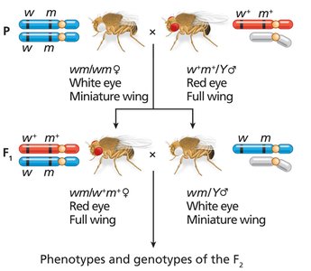 Morgan's analysis of genetic linkage in Drosophila