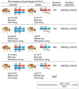Morgan's analysis of genetic linkage in Drosophila (continued)