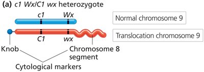 Cytological markers on chromosome 9 in corn
