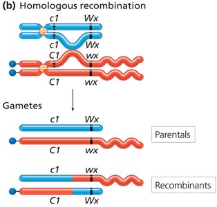 Homologous recombination and resulting gametes