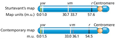 Sturtevant's genetic map compared to a contemporary map