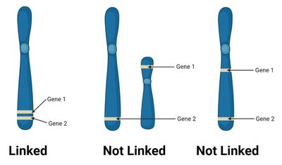 Diagram showing linked and not linked genes on chromosomes
