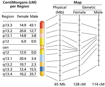 Physical distance versus recombination distance on human chromosome 19