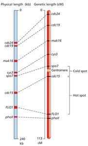 Physical and genetic length showing recombination hotspots and coldspots