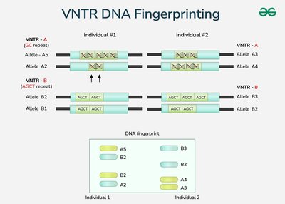 VNTR DNA fingerprinting
