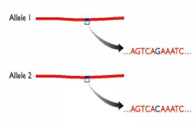 SNP diagram showing single base pair change