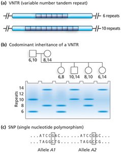 VNTR and SNP inheritance patterns