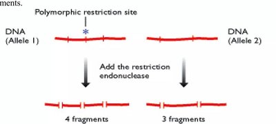 RFLP analysis with restriction enzymes