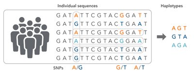 Haplotype structure from SNPs