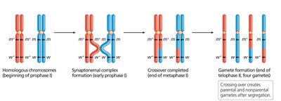 Diagram of crossing over and formation of recombinant chromosomes