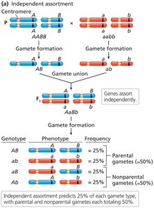 Independent assortment of genes